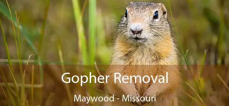 Gopher Removal Maywood - Missouri