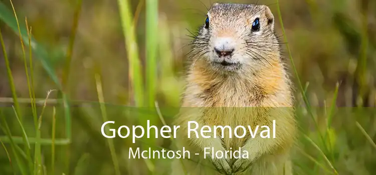 Gopher Removal McIntosh - Florida