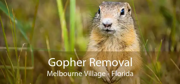 Gopher Removal Melbourne Village - Florida
