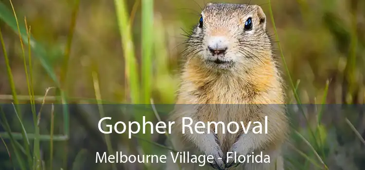 Gopher Removal Melbourne Village - Florida