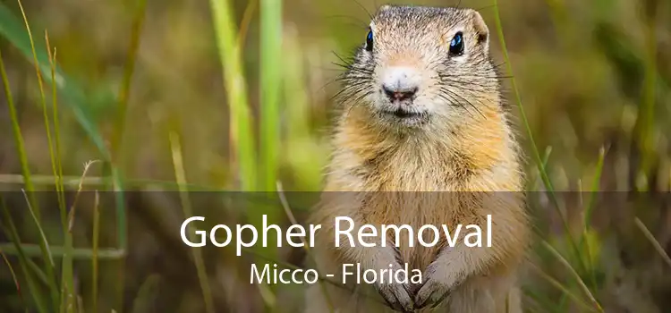 Gopher Removal Micco - Florida
