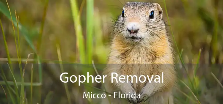 Gopher Removal Micco - Florida