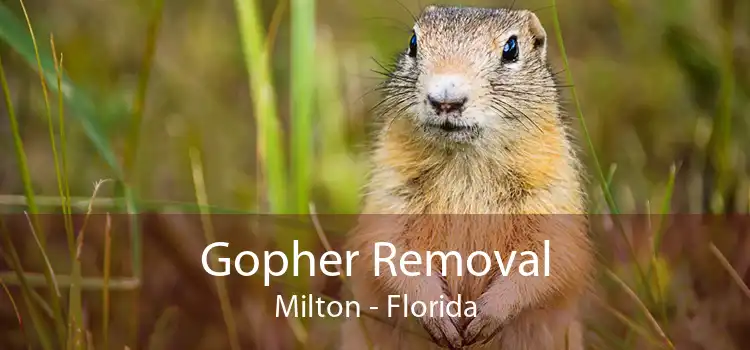 Gopher Removal Milton - Florida