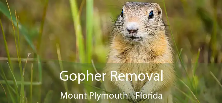 Gopher Removal Mount Plymouth - Florida