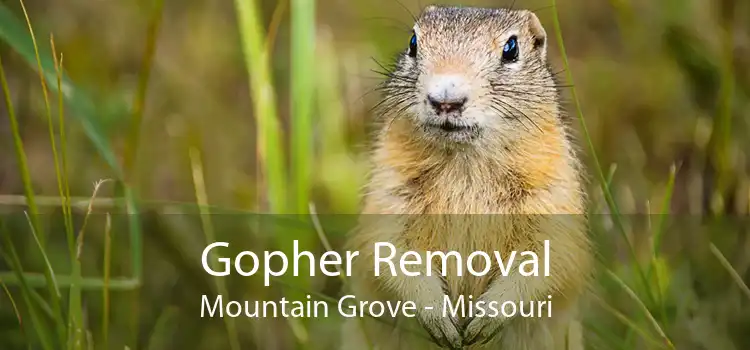 Gopher Removal Mountain Grove - Missouri