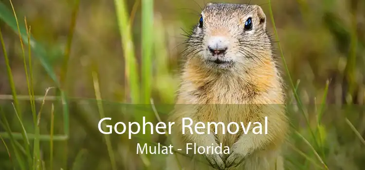 Gopher Removal Mulat - Florida