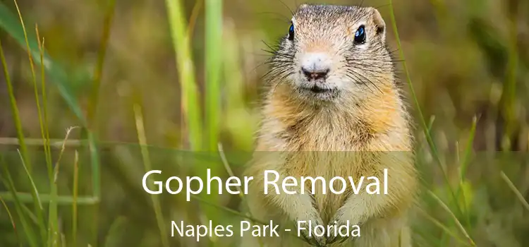 Gopher Removal Naples Park - Florida