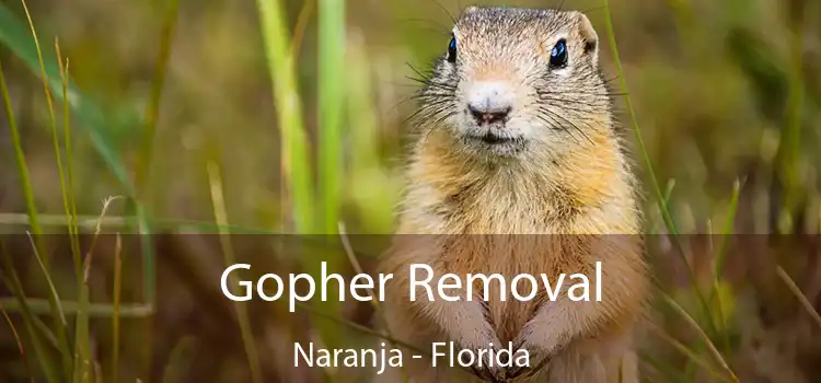 Gopher Removal Naranja - Florida