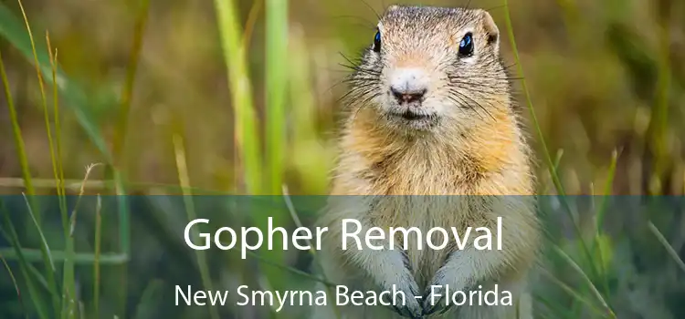 Gopher Removal New Smyrna Beach - Florida