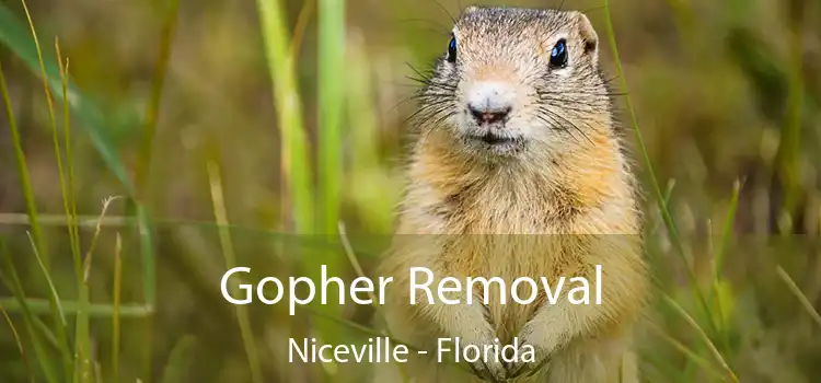 Gopher Removal Niceville - Florida