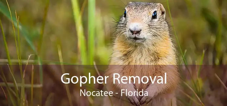 Gopher Removal Nocatee - Florida