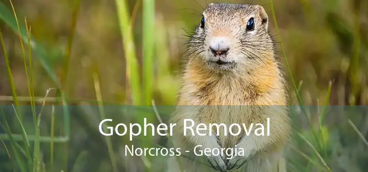 Gopher Removal Norcross - Georgia