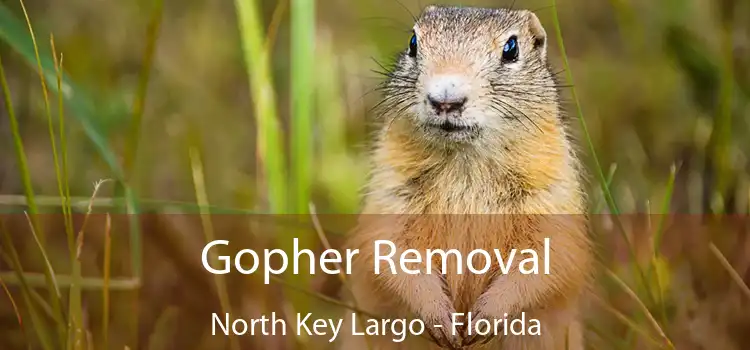 Gopher Removal North Key Largo - Florida