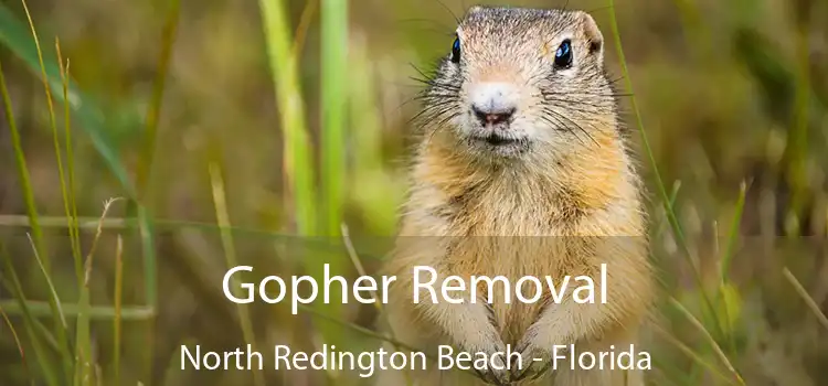 Gopher Removal North Redington Beach - Florida