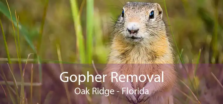 Gopher Removal Oak Ridge - Florida