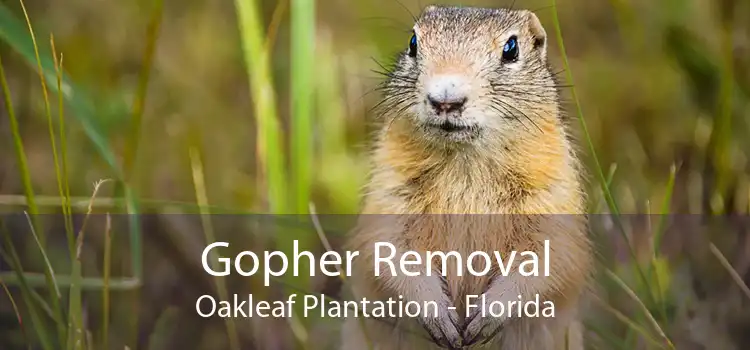 Gopher Removal Oakleaf Plantation - Florida