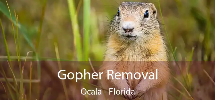 Gopher Removal Ocala - Florida