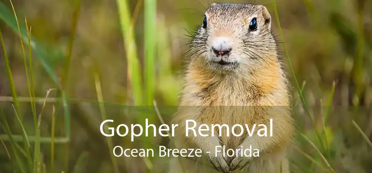 Gopher Removal Ocean Breeze - Florida