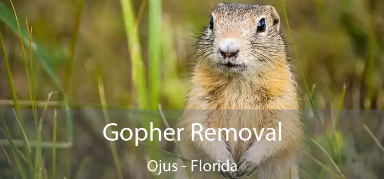 Gopher Removal Ojus - Florida