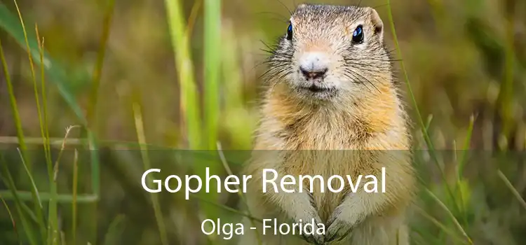 Gopher Removal Olga - Florida