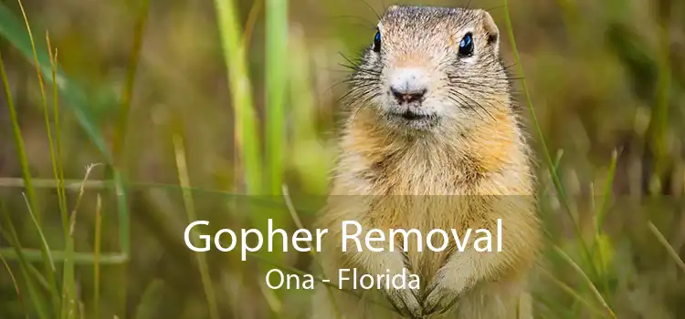 Gopher Removal Ona - Florida