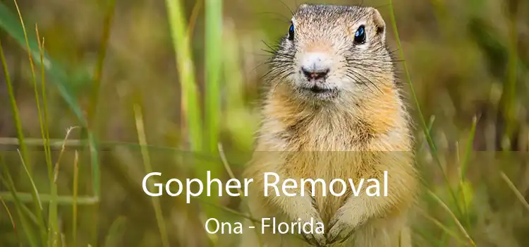 Gopher Removal Ona - Florida
