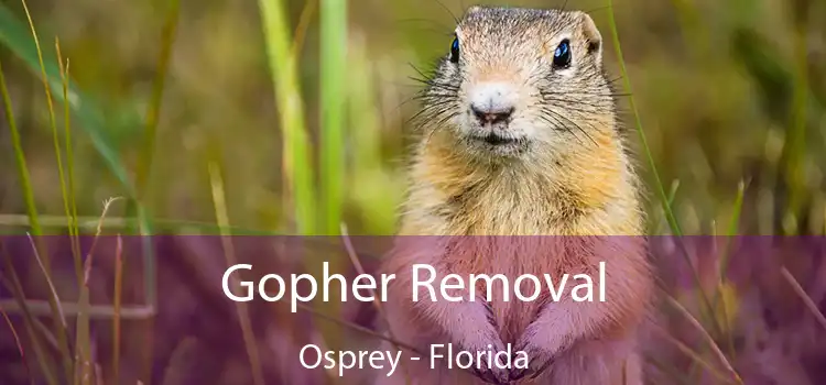 Gopher Removal Osprey - Florida