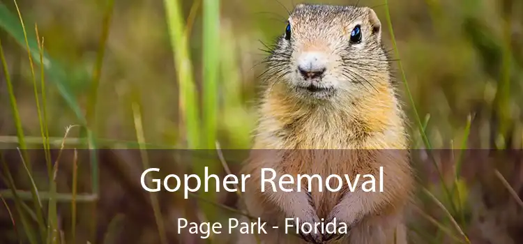 Gopher Removal Page Park - Florida