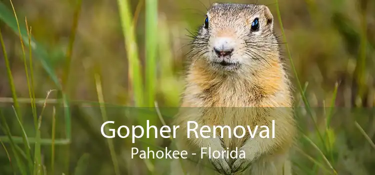 Gopher Removal Pahokee - Florida
