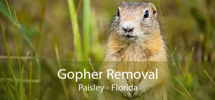 Gopher Removal Paisley - Florida
