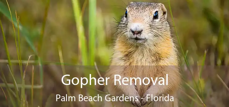 Gopher Removal Palm Beach Gardens - Florida