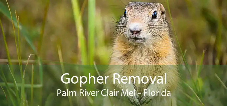 Gopher Removal Palm River Clair Mel - Florida