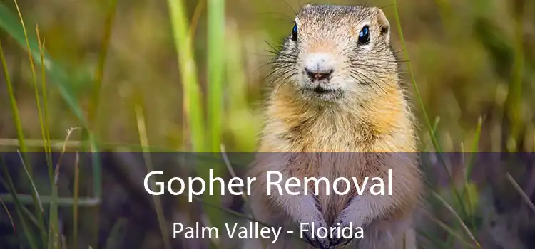 Gopher Removal Palm Valley - Florida