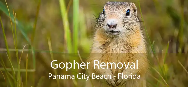Gopher Removal Panama City Beach - Florida