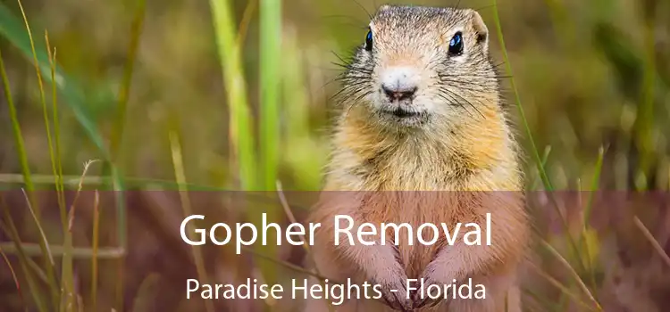 Gopher Removal Paradise Heights - Florida