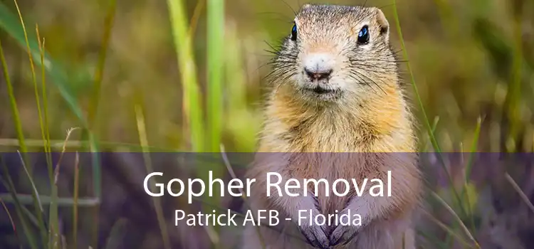 Gopher Removal Patrick AFB - Florida