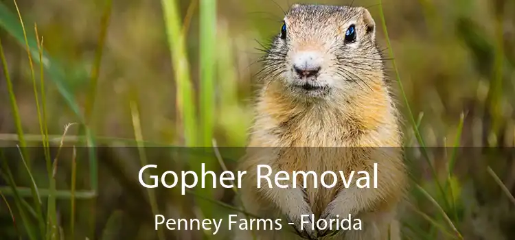 Gopher Removal Penney Farms - Florida