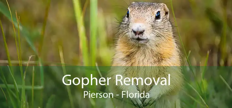 Gopher Removal Pierson - Florida