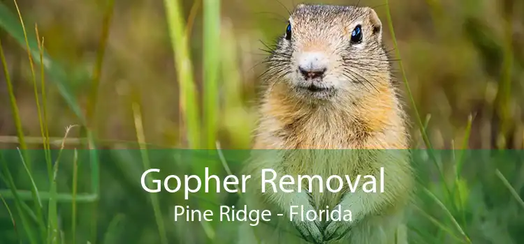 Gopher Removal Pine Ridge - Florida