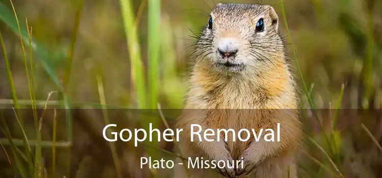 Gopher Removal Plato - Missouri