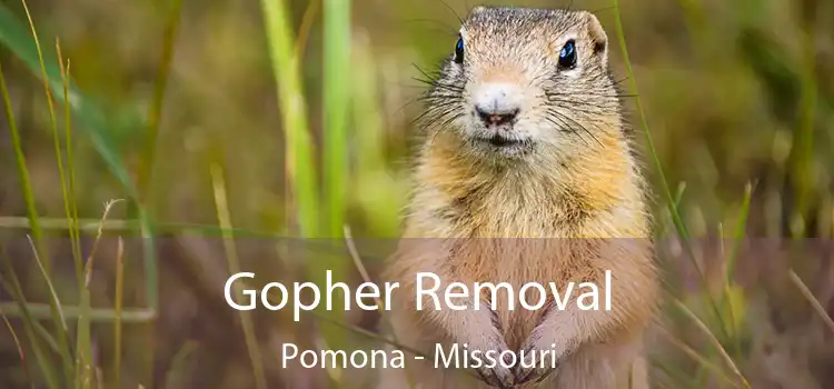 Gopher Removal Pomona - Missouri