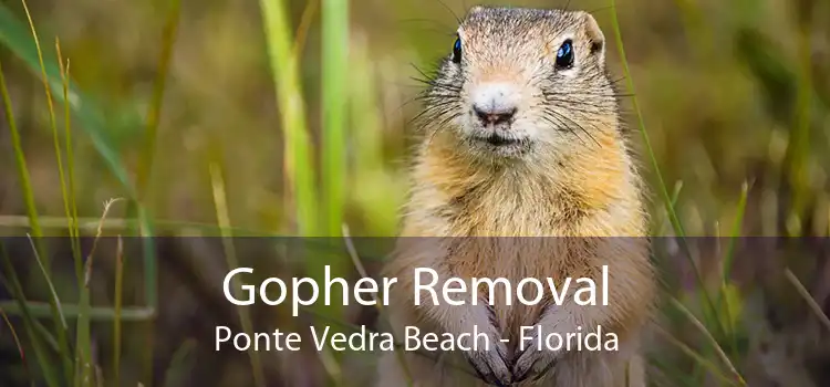 Gopher Removal Ponte Vedra Beach - Florida