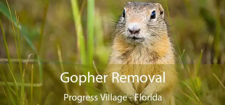 Gopher Removal Progress Village - Florida