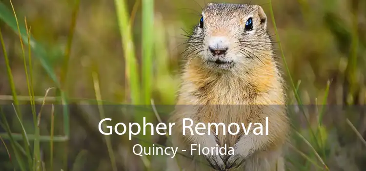 Gopher Removal Quincy - Florida