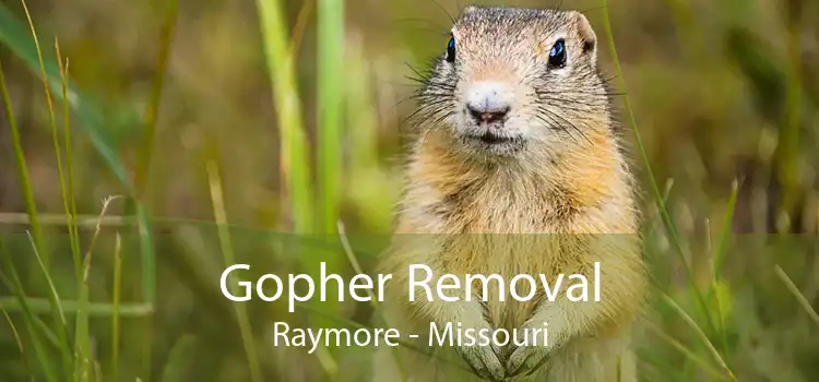 Gopher Removal Raymore - Missouri