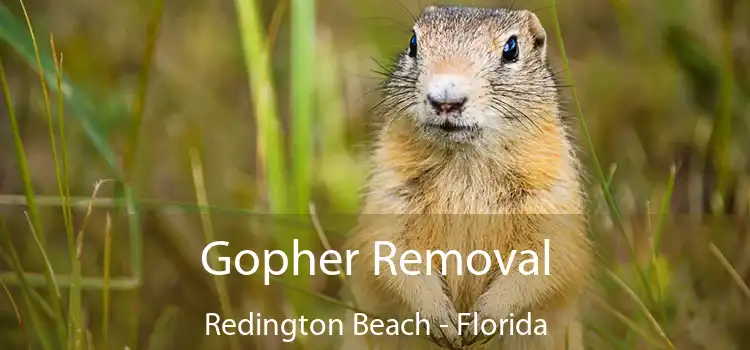 Gopher Removal Redington Beach - Florida