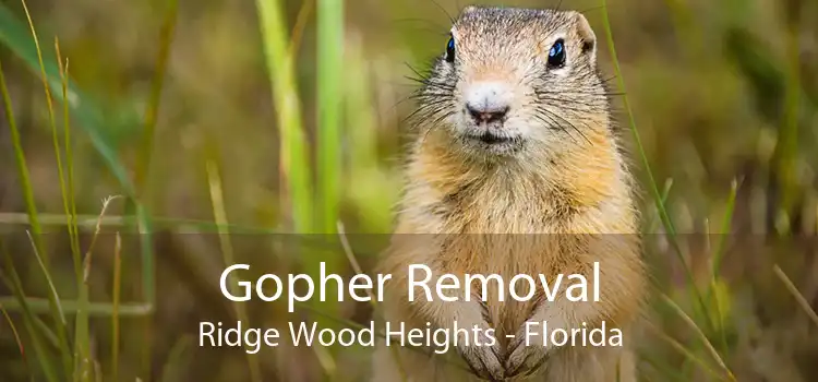 Gopher Removal Ridge Wood Heights - Florida