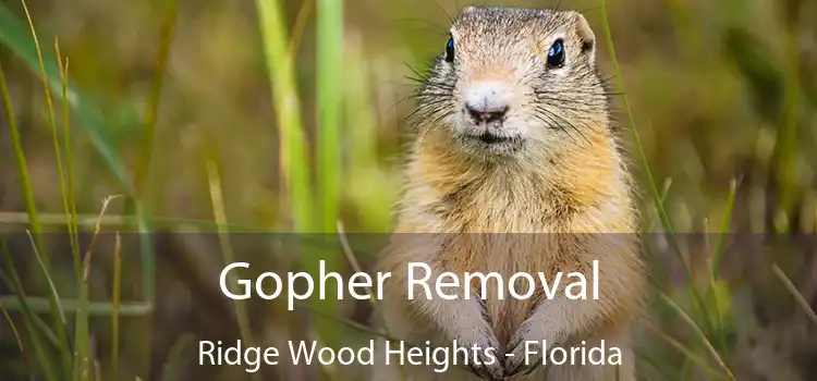 Gopher Removal Ridge Wood Heights - Florida