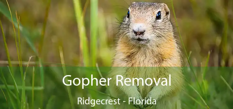 Gopher Removal Ridgecrest - Florida