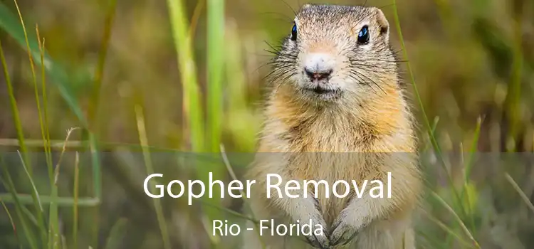 Gopher Removal Rio - Florida